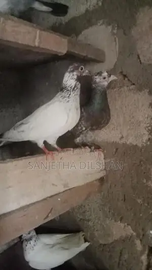 පරවියන්