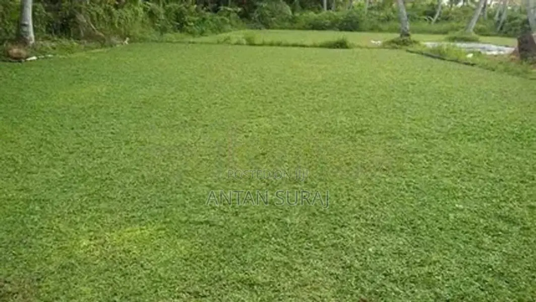 Green Grass