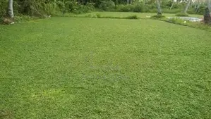 Green Grass