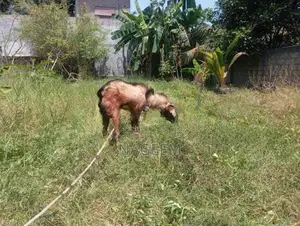 ஆடு - Goats