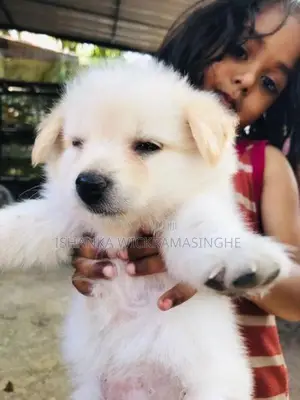 Pomanariyan Puppies