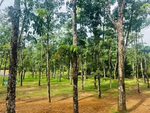 බැල්ලපිටිය වල්පිට පාරෙන් වටිනා බිම්කොටස්