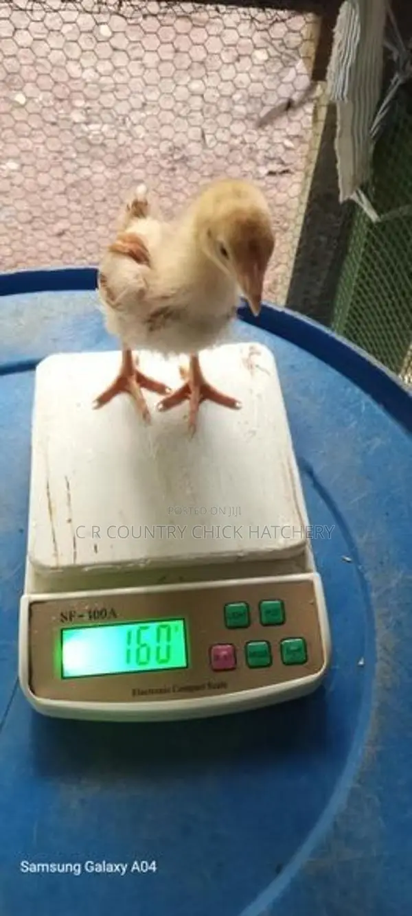 සති 3 කිකිලි පැටවු