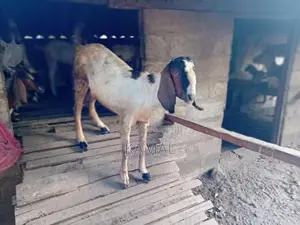 Country Goat