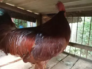 Country Chicken