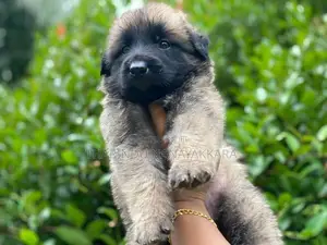 German Shepherd Puppy