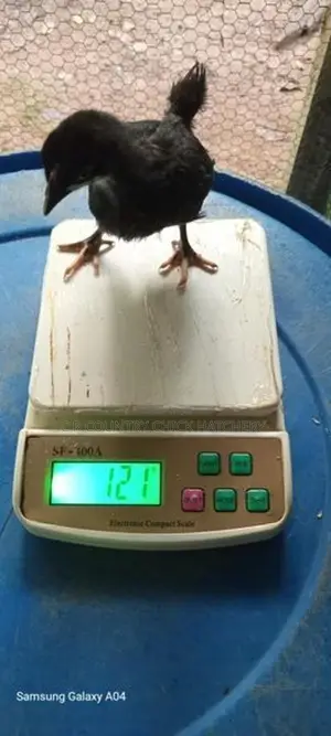 3 Weeks Old Chick