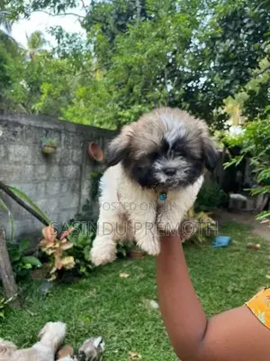 Shih Tzu Puppies (Tri Color)