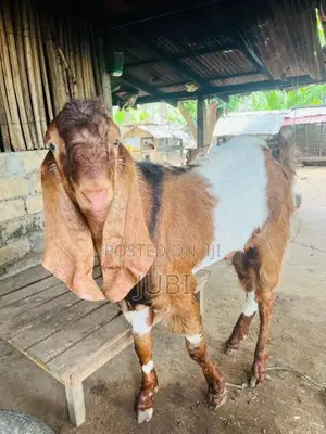 Male Goat