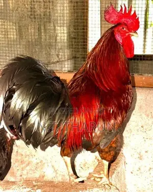 Farm Chickens