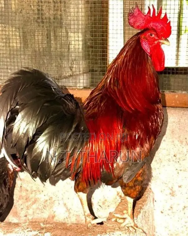 Farm Chickens