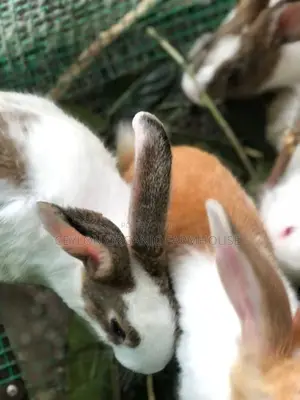 Rabbits