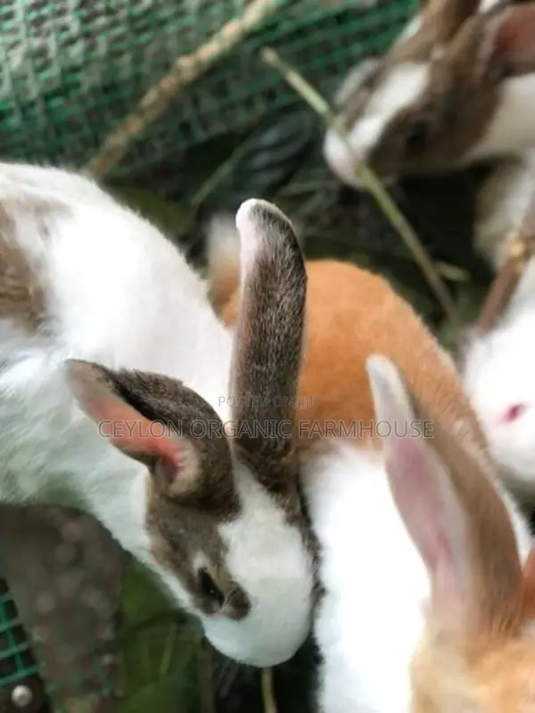 Rabbits