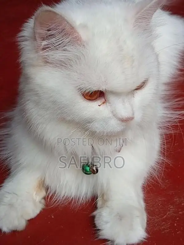 Persian Cat