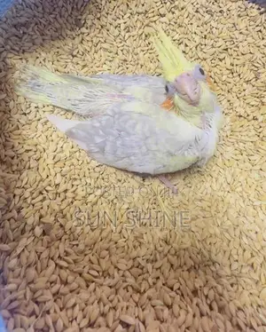 Cockatiel Birds
