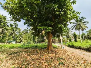 Land for Sale Wathurugma