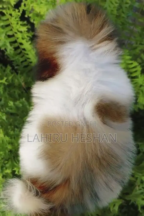 Purebred Shih Tzu Puppies Male/ Female