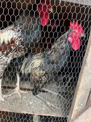 Kukullo