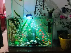Fish Tank