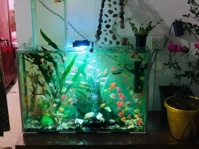 Fish Tank