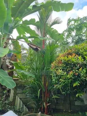 Palm Trees