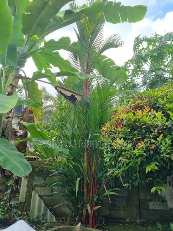 Palm Trees