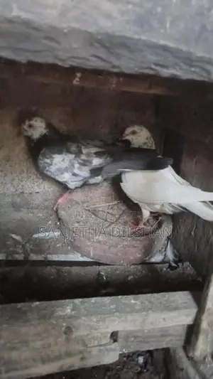 පරවියන්