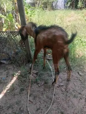 ஆடு - Goats