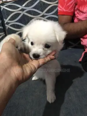 Pomanariyan Puppies