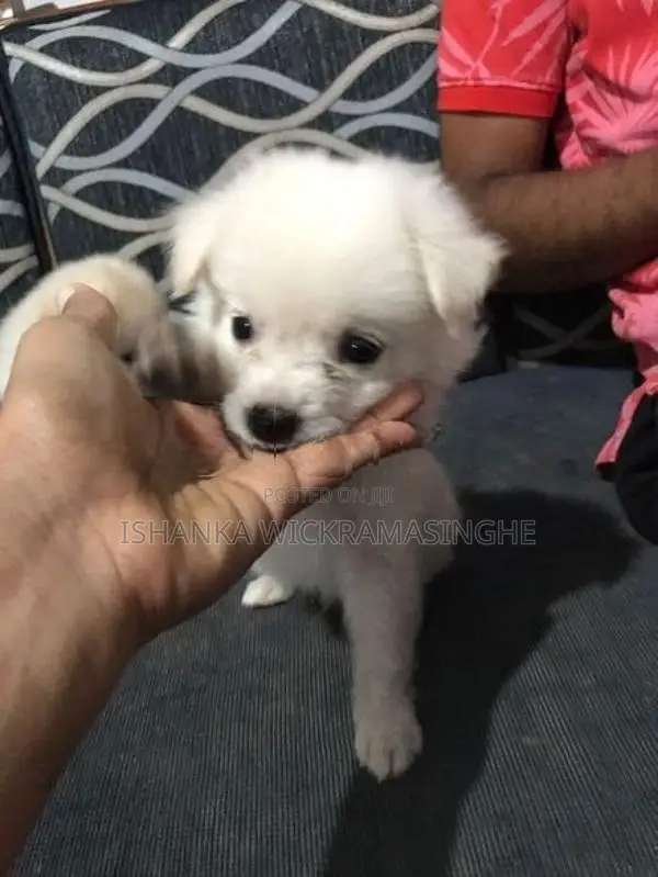 Pomanariyan Puppies