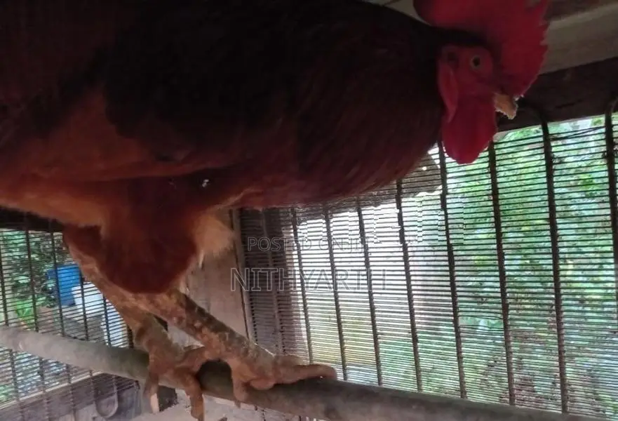 Country Chicken