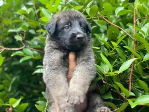 German Shepherd Puppy