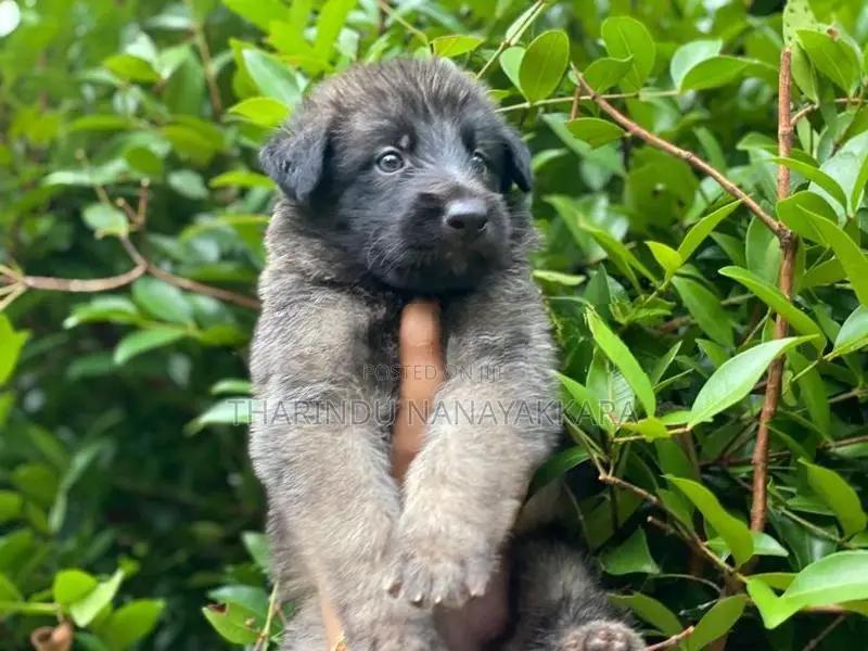 German Shepherd Puppy