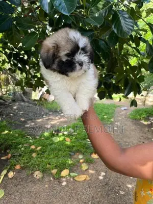 Shih Tzu Puppies (Tri Color)