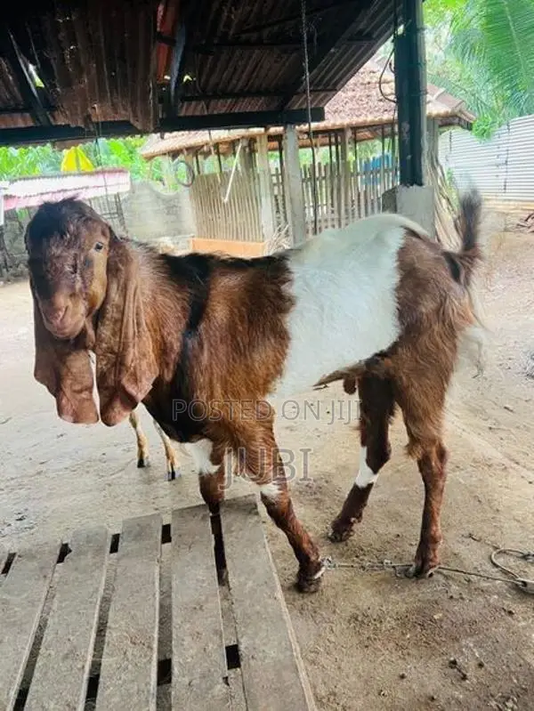 Male Goat