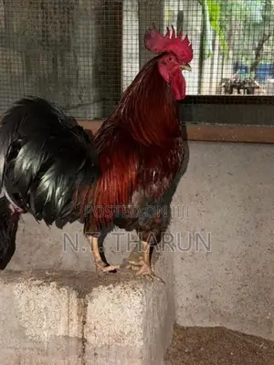 Farm Chickens