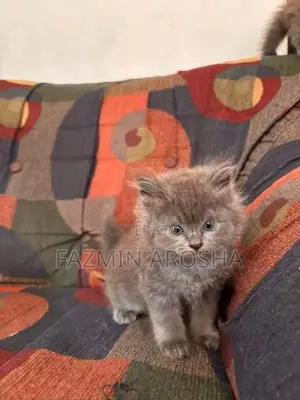 Persian Cat