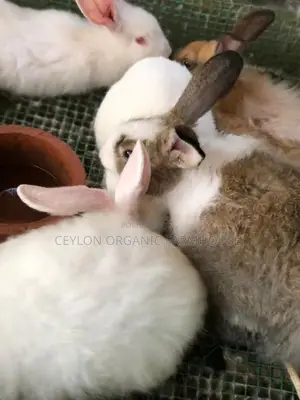 Rabbits