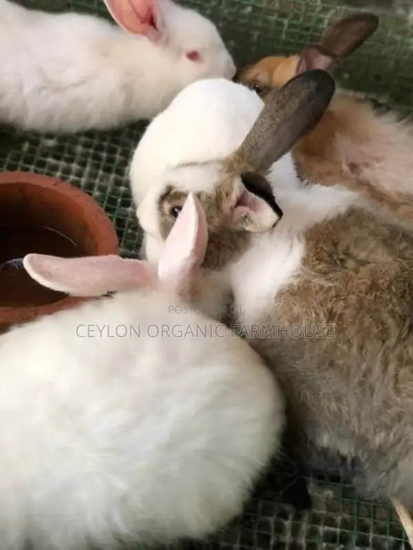 Rabbits