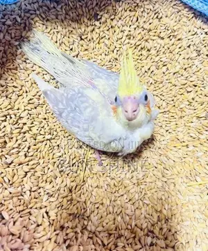 Cockatiel Birds
