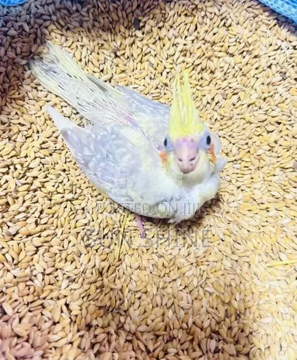 Cockatiel Birds