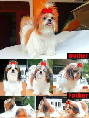 Purebred Shih Tzu Puppies Male/ Female