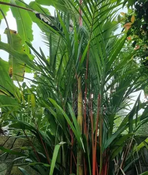 Palm Trees