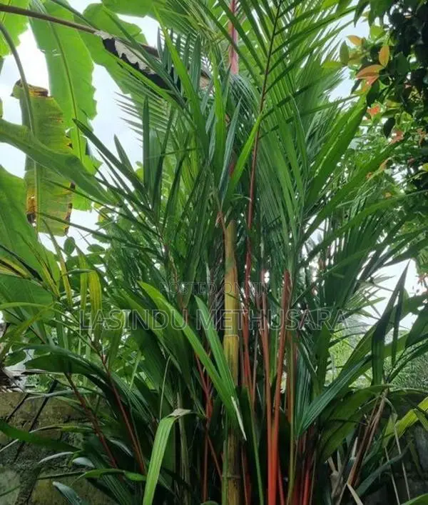 Palm Trees