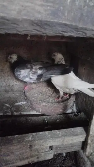 පරවියන්