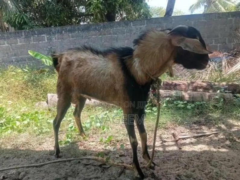 ஆடு - Goats