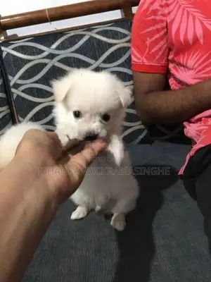 Pomanariyan Puppies