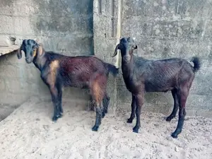 Country Goat