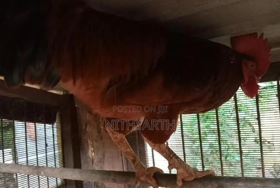Country Chicken