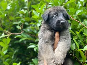 German Shepherd Puppy